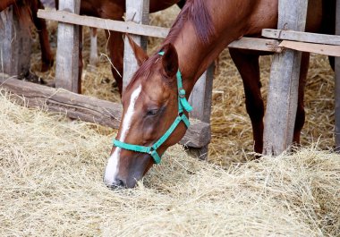 Genç mare saman padok yeme