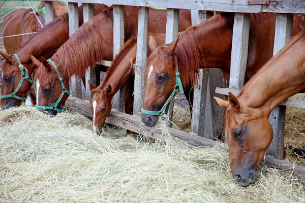 Herde reinrassiger gidran Pferde teilt Heu auf dem Bauernhof — Stockfoto