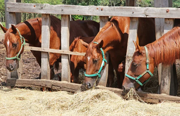 Hermosos caballos jóvenes compartiendo heno en granja de caballos —  Fotos de Stock