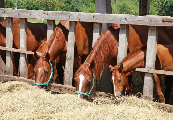 Cavalos jovens de raça pura na paddock comendo feno — Fotografia de Stock