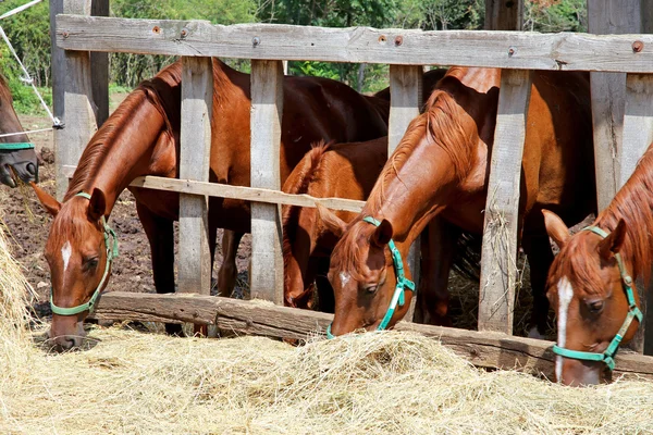 Belos cavalos jovens compartilhando feno na fazenda de cavalos — Fotografia de Stock