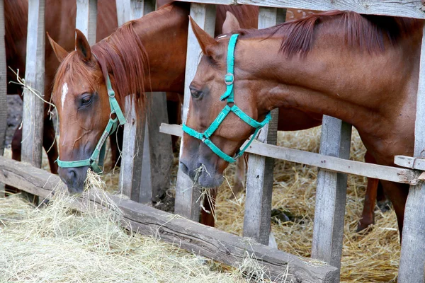 Caballos comiendo hierba detrás de una vieja cerca de madera —  Fotos de Stock