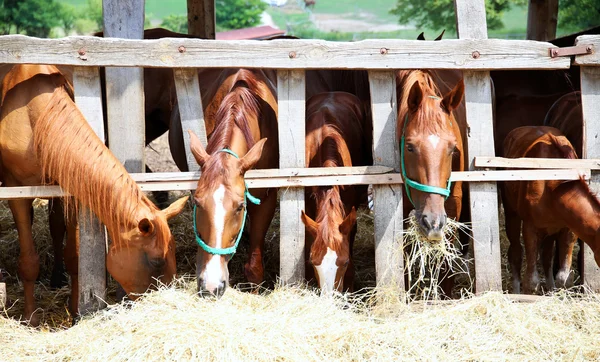 Jovens éguas de raça pura e potros comendo feno seco no rancho de cavalos — Fotografia de Stock