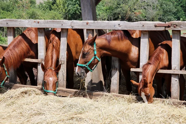 Grupo de caballos de raza pura comiendo heno rural en granja de animales — Foto de Stock