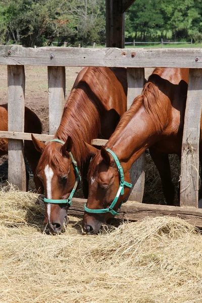 Cavalos de castanha comem feno seco no verão da fazenda — Fotografia de Stock