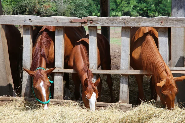 Grupo de caballos de raza pura comiendo heno rural en granja de animales —  Fotos de Stock