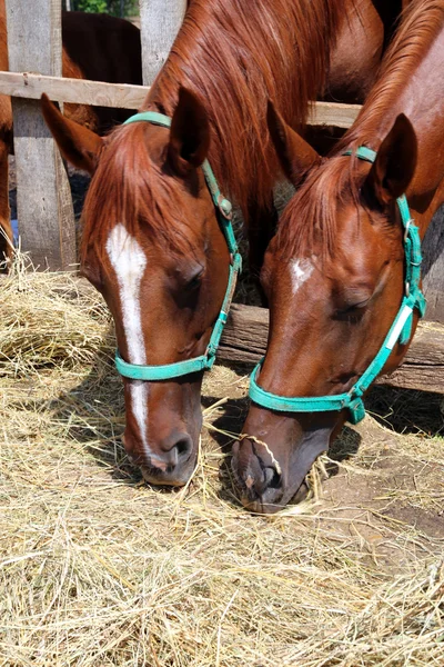 Pferde fressen Gras hinter altem Holzzaun — Stockfoto