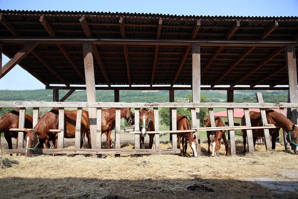Fohlen und Stuten fressen Heu im Sommergehege — Stockfoto