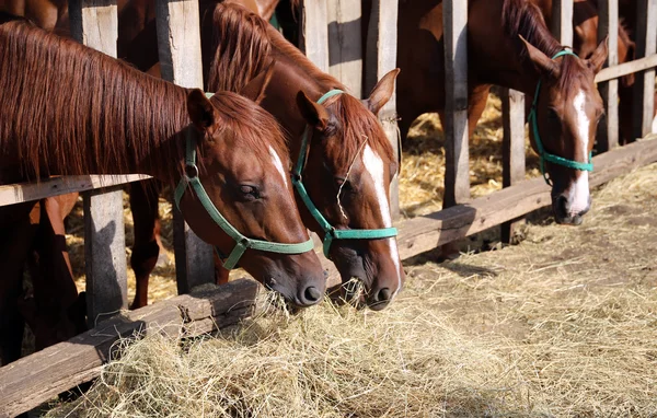 Beautiful young horses sharing hay on horse farm