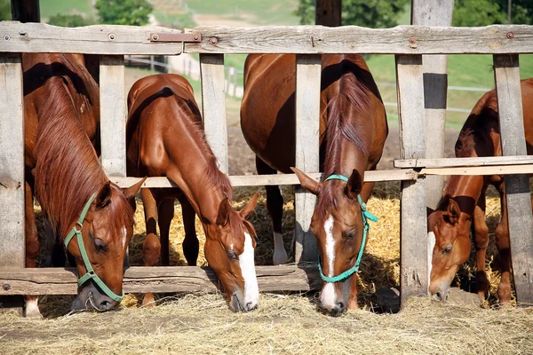 Plnokrevný mladí koně ve výběhu jíst suché seno letní — Stock fotografie