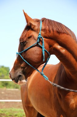Safkan genç Macar gidran at ayakta kırsal at çiftliğinde
