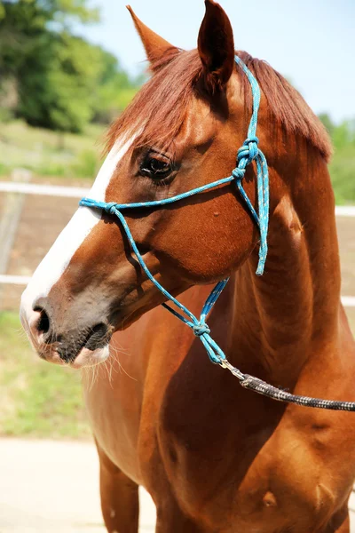 Head shot of a young anglo-arabian horse — Stock Photo, Image