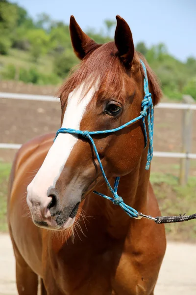 Reinrassiges junges ungarisches Gidran-Pferd steht auf dem Bauernhof — Stockfoto