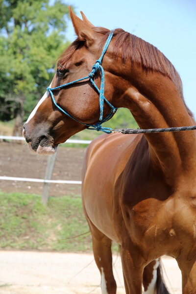 Purebred young hungarian gidran horse standing at rural horse farm