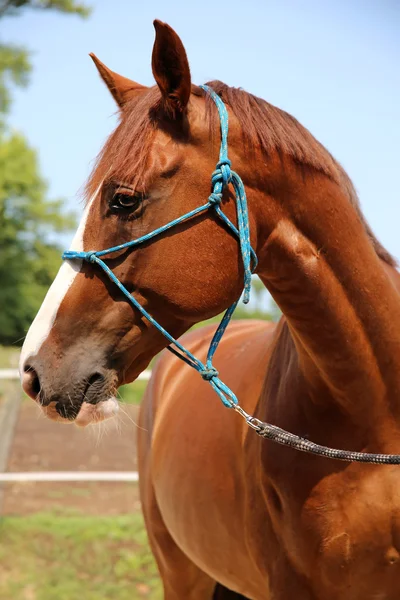 Portrait latéral de jeune cheval châtain — Photo