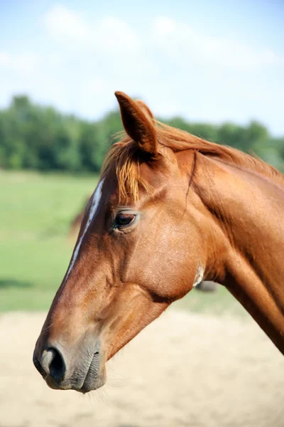 Bella puledro testa sparato da vicino — Foto Stock