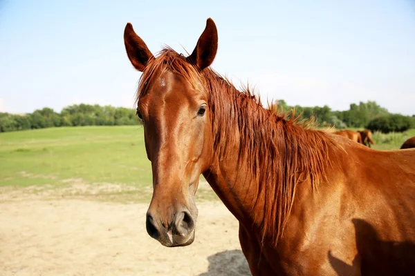 Belo cavalo jovem posando no prado de verão — Fotografia de Stock