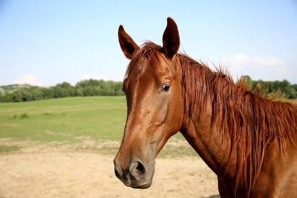 Bir güzel anglo Arap genç portresi
