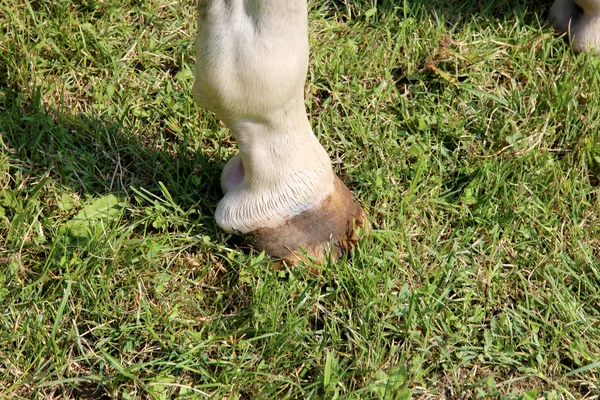 Purebred young racehorse showing horseshoes during training — Stock Photo, Image