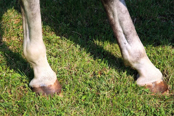 Καθαρόαιμος νέοι άλογο κούρσας εμφάνιση πέταλα κατά τη διάρκεια της κατάρτισης σε αγροτικές άλογο αγρόκτημα — Φωτογραφία Αρχείου