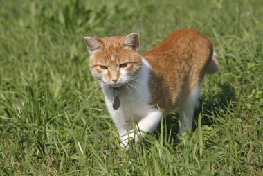 Çimenlerde gizleme kırmızımsı çizgili kedicik