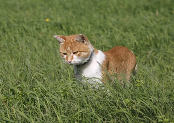 Kočka domácí je lov myší v poli — Stock fotografie