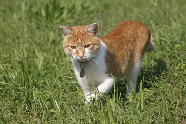 Gatinho listrado avermelhado escondido na grama — Fotografia de Stock