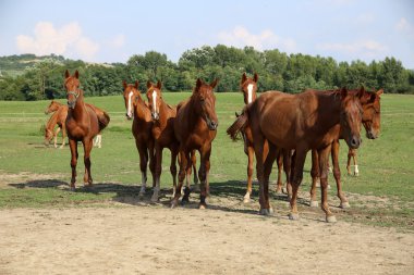 Yeşil manzara atları farm yakınındaki çayır üzerinde otlatma ile