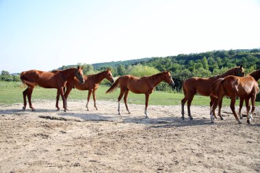 Yaz safkan otlatma atları ile otlak mera
