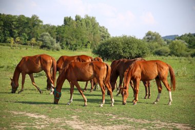 Yaz safkan otlatma atları ile otlak mera