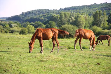 Bir yaz çayır otlatma at sürüsü 