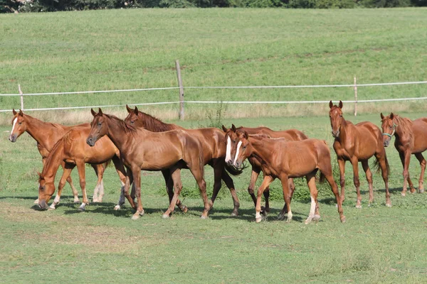 Manada de caballos pastando en un pastizal de verano —  Fotos de Stock