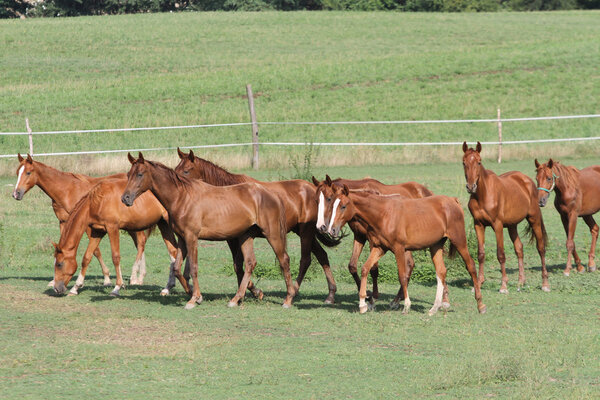 Herd of horses grazing in a summer pasture