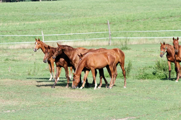 Manada de caballos pastando en un prado de verano — Foto de Stock