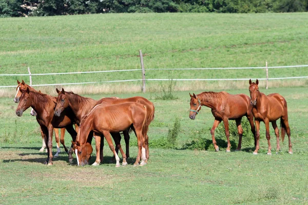 Pastizales con caballos de pura raza en pastos de verano —  Fotos de Stock