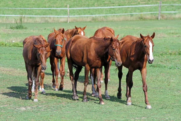 La manada de caballos castaños pastando en el prado verde —  Fotos de Stock