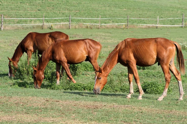 Mandria di cavalli al pascolo in un prato estivo — Foto Stock