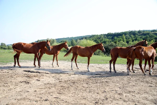 Louky a pastviny s čistokrevná pasoucí koně v létě pastvu — Stock fotografie