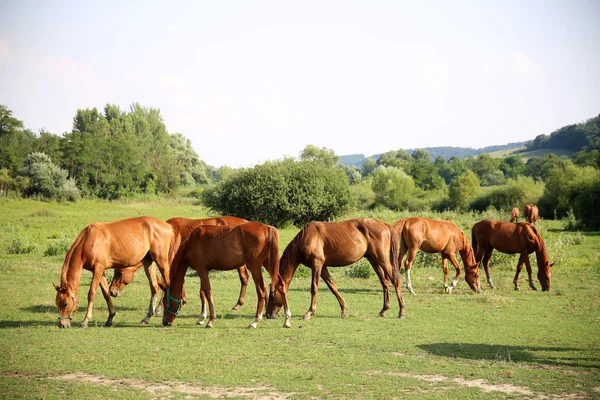 Stádo kaštanové koní pasoucích se na zelené louce — Stock fotografie