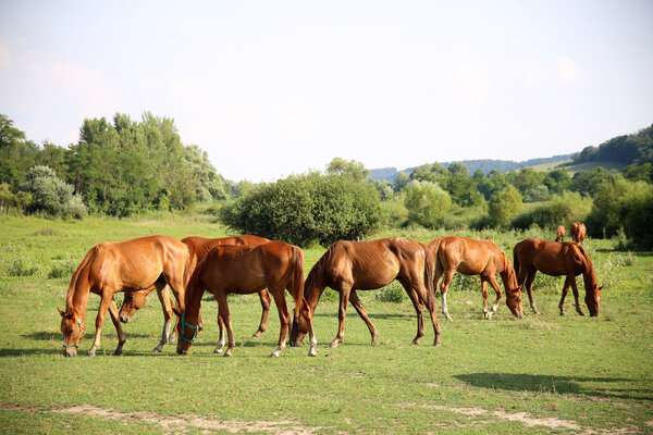 The herd of chestnut horses grazing on green meadow 