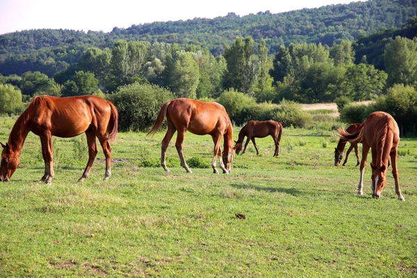 Grüne Landschaft mit grasenden Pferden auf einer Weide in der Nähe eines Bauernhofs — Stockfoto