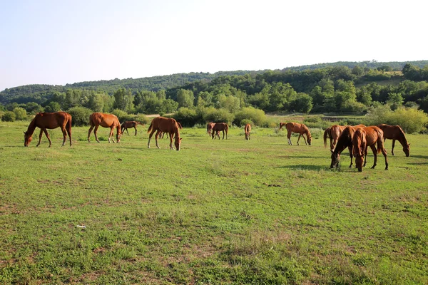 Idilli táj, a telivér anglo-Arab legeltetési lovak — Stock Fotó