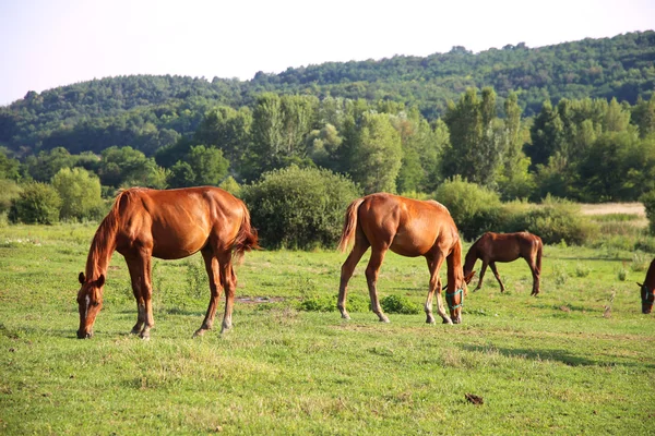 Louky a pastviny s čistokrevná pasoucí koně v létě pastvu — Stock fotografie