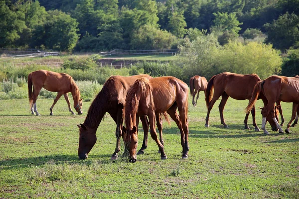 Ειδυλλιακό τοπίο άλογα με καθαρόαιμο αγγλο-Περσικό βόσκησης — Φωτογραφία Αρχείου