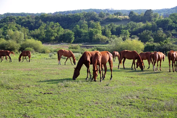 Rancho de caballos idílico con caballos de pastoreo anglo-árabes de pura raza — Foto de Stock