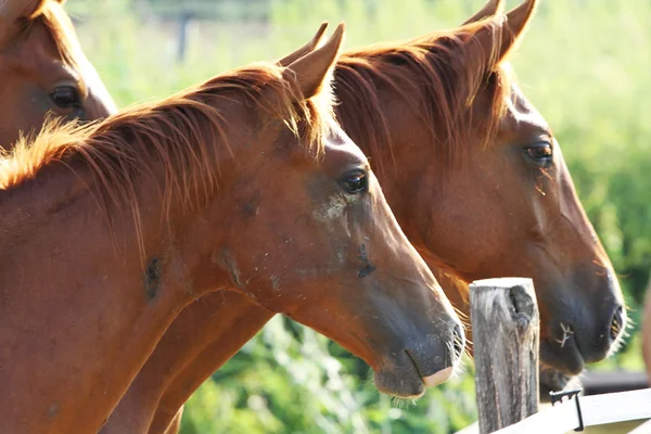 Tiro na cabeça de dois cavalos — Fotografia de Stock