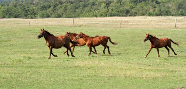 Mera zevk dörtnala safkan anglo-Arap atları 