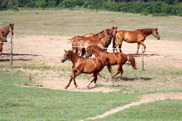 Horses running free on summer pasture — Stock Photo, Image
