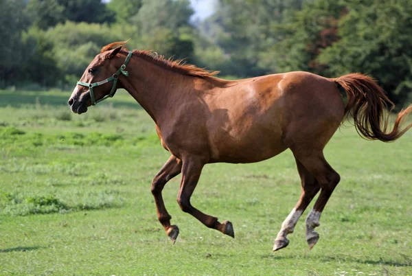 非常快的母马在夏季牧场上自由奔跑 — 图库照片