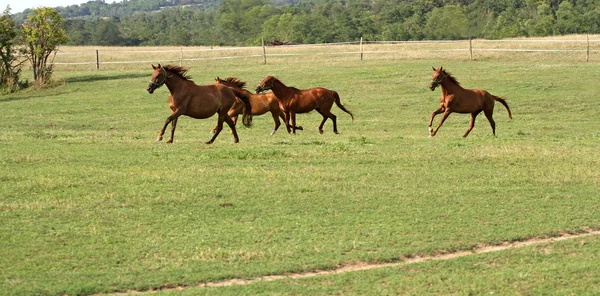 Purebred horses runs in summer pasture — Stock Photo, Image